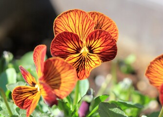 Colorful Pansies in the garden in spring