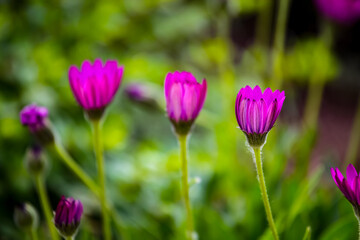 Purple daisy flower buds