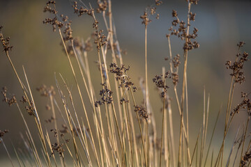 Drops of dew on the spring green grass.