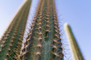 Beautiful big green cactus at the exotic garden