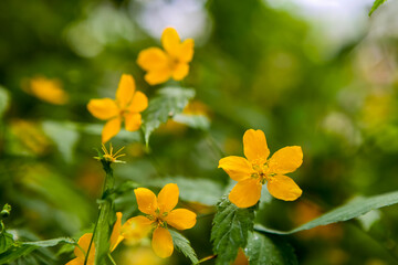 Creeping buttercup (Ranunculus repens) in the garden