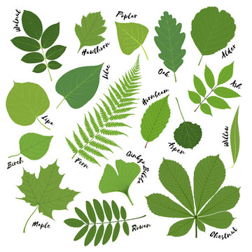 Big set of green leaves of various trees. Fern, chestnut, maple, mountain ash, ginkgo biloba. Collection of green plants. Isolated elements for design on white background. Stock vector illustration.