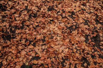 Texture of autumn, fallen leaves in the forest