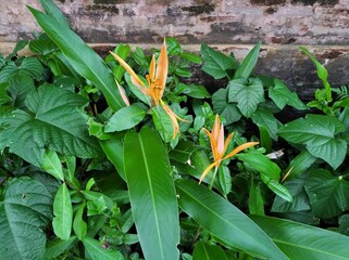 flower plants that thrive