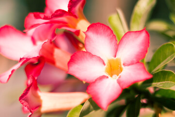 Obraz premium A red adenium obesum flower blooming .