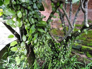 flower plants that thrive