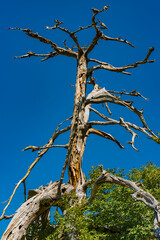 Old tree on Tara mountain in Serbia