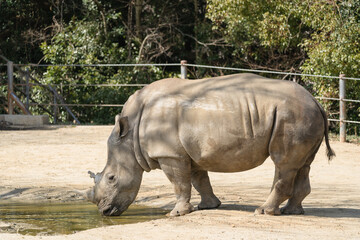 Naklejka premium 水を飲むサイ