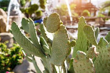 Beautiful big green cactus at the exotic garden