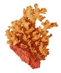 Coral isolated on white background © Dmitry