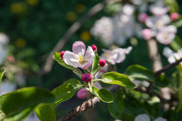 A branch of a blossoming apple tree with flowers on a background of a garden and a blue sky.