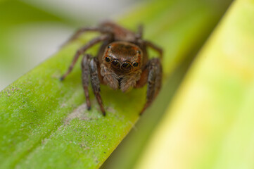 Adanson's House Jumping Spider on the leaf. Hasarius Adansoni.