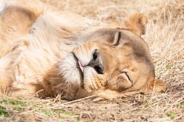 Fototapeta premium 眠るトラ
