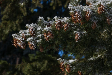 spruce cones with snow