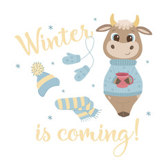 Winter is coming cute bulls with snowflakes hat mittens Cup scarf isolate on a white background. Vector graphics