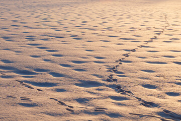 A winter country landscape with hare tracks on snowy field in sunset.