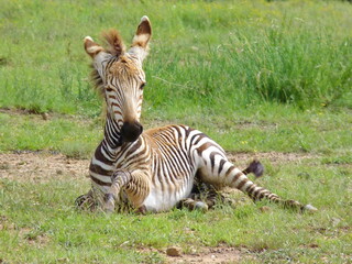 Hartmanns Berg Zebra Baby 1090946