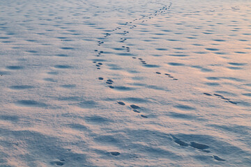 A winter country landscape with hare tracks on snowy field in sunset.