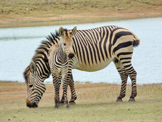 Fototapeta na wymiar Hartmanns Berg Zebra mit Baby P1090059