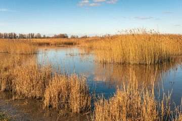 Dutch wetland nature reserve in the winter season. The reed is yellowed and, like the blue sky, it is beautifully reflected in the mirror-smooth water surface.