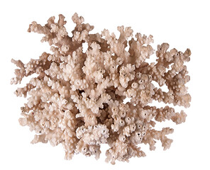 Coral isolated on white background © Dmitry