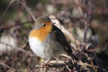 robin  