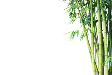 Fototapeta na wymiar White background bamboo tree