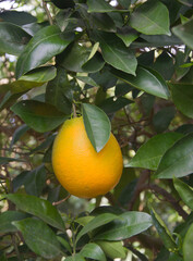 Close up of ripe oranges on branch