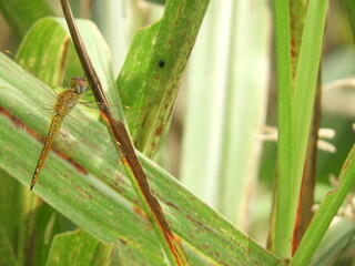 dragonfly on a green leaf