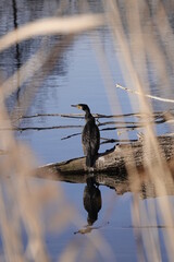 cormorant sunbathing
