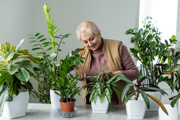 Transplanting plants. Potted House Plants. Elderly woman is engaged in her hobby. Potted Green Plants at Home © Angelov