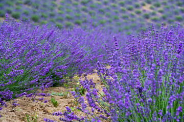 満開の紫のラベンダー畑