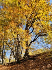 Forest in autumn with yellow orange tree leaves