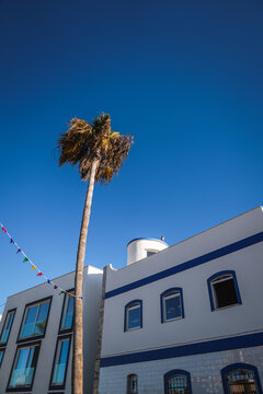 Palms in Ferragudo