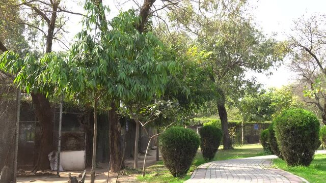 A natural view of ayub park green trees with wind blowing.