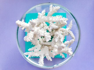 White coral branches in a round glass bowl like an aquarium on a turquoise box on a lilac background