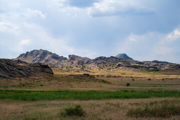 Obraz premium A herd of cows in the valley amongst rocky terrain and some woodland in the Bayanaul National Park, Kazakh Uplands.