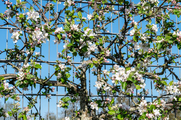 Blooming apple tree in the orchard. Spring background with blooming apple trees and bright blue sky. Branches of a fruit tree on a trellis.