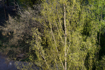 Fototapeta premium Spring tree. Sunny day