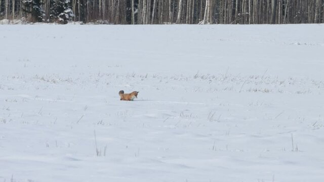 Red fox (Vulpes vulpes) jumping to catch a mouse during a hunt on a snowy field. Shot on a sunny winter day in Estonia, Northern Europe. 