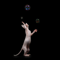 Sphynx cat with a raised paw with soap bubbles.