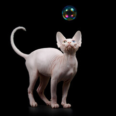 Sphynx cat with a raised paw with soap bubbles.