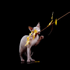 Sphynx cat with raised paw plays with branch isolated on black background