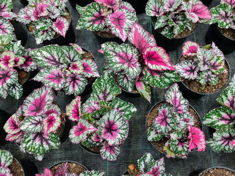 Top view of many begonia plants with dark pink variegated leaves in a flower pots
