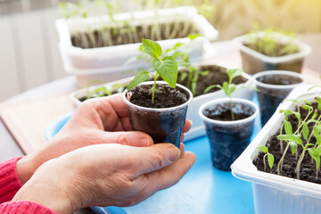 Female hands with young little pepper plant closeup. Growing, seeding, transplant seedling, houseplant, vegetables at home
