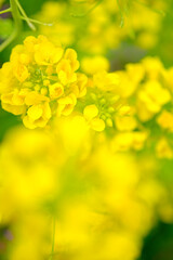 菜の花