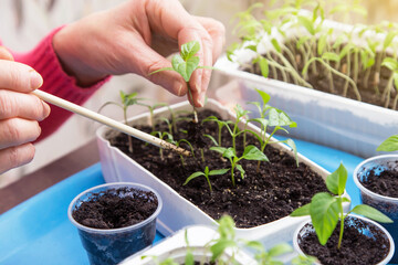 Growing, seeding, transplant seedling, houseplant, vegetables at home. Hands with young little plant