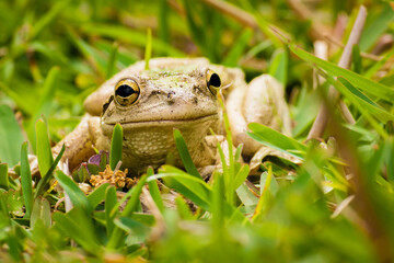 Closeup of a frog in our backyard.  