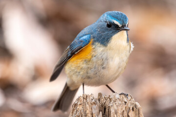 A Male Red-flanked bluetail (Tarsiger cyanurus)