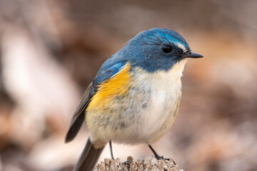 A Male Red-flanked bluetail (Tarsiger cyanurus)